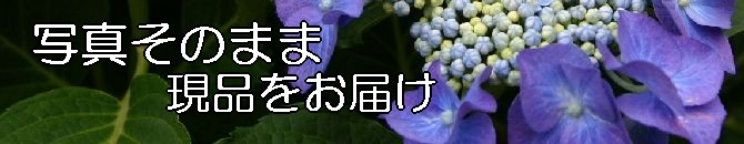 �緿���տ�ʪ������礭�ʴ��տ�ʪ����Ź�������ǥ�ȥ��ԥ���