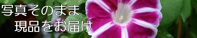 ���礭�ʴ��տ�ʪ����Ź�����ǥ�ȥ��ԥ���