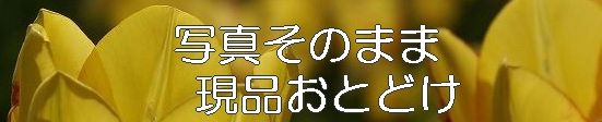 ���礭�ʴ��տ�ʪ����Ź�����ǥ�ȥ��ԥ���