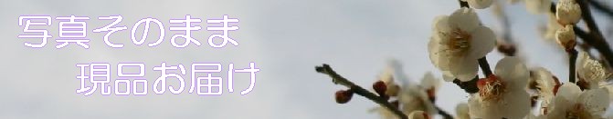 ���礭�ʴ��տ�ʪ����Ź�����ǥ�ȥ��ԥ���