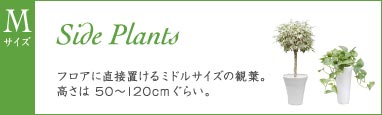 観葉植物Mサイズ