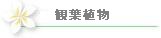 観葉植物カテゴリー