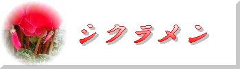 シクラメン