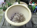 観葉植物を陶器鉢カバーに植替えます